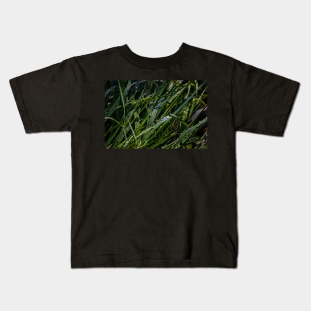 Water Drops on Blades of Grass Kids T-Shirt by jecphotography